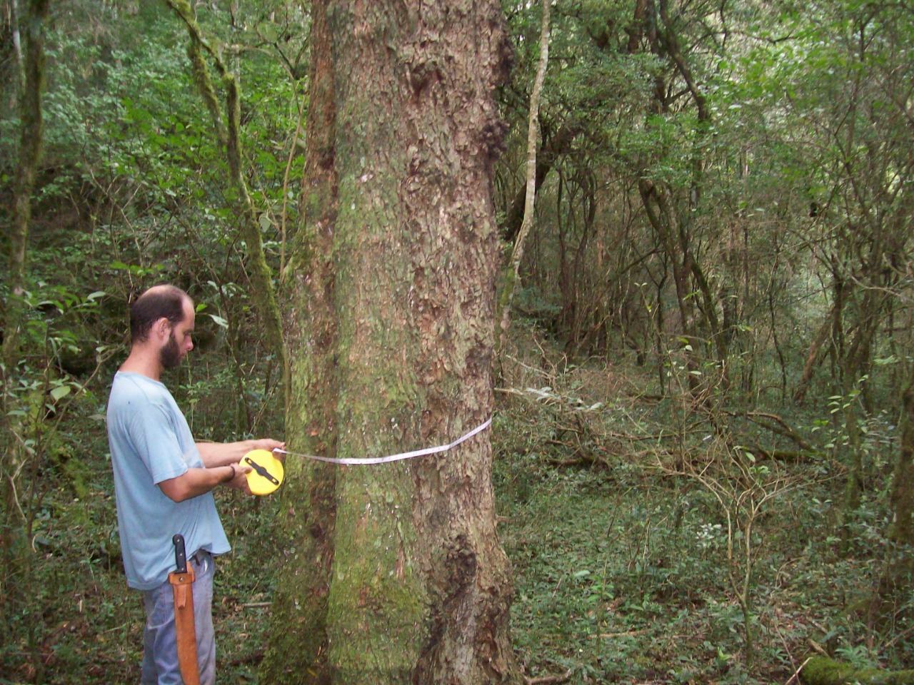 inventario florestal